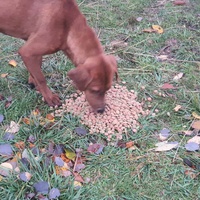 photo de livraison pour Silver Dog Srebrenica