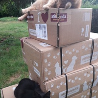 photo de livraison pour Chats Oubliés