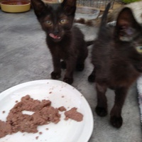 photo de livraison pour Association Des  Chats  De Hyeres