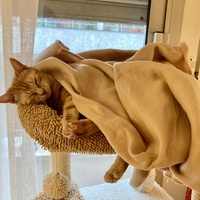 photo de livraison pour Association C.A.T.S. Chat Animal Terrien Solidarité