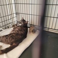 photo de livraison pour SOS Chats en Détresse