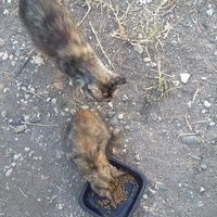 photo de livraison pour Les Chats-Pitresdelavi-Ste