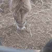 photo de livraison pour Equi-Libre : Droit à la Retraite Equine
