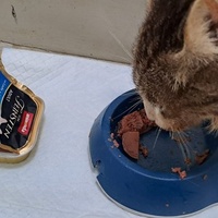 photo de livraison pour Les Chats libres de Fleurance