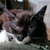 photo animal