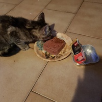 photo de livraison pour Des Cœurs pour les Pattes du 93