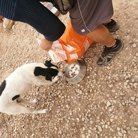 photo de livraison pour Animal Shields Oradea