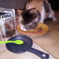 photo de livraison pour Ecole du Chat de Poitiers