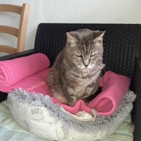 photo de livraison pour Les Chats de la Rue