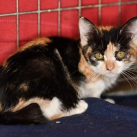 photo de livraison pour Les Chats Libres d'Estagel