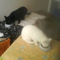 photo de livraison pour Pattes de Chats 50