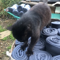 photo de livraison pour Les chats de chez nous