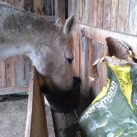 photo de livraison pour Chevaux Murmurent