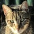 photo animal