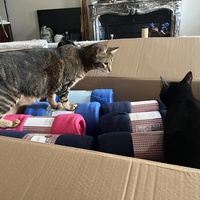 photo de livraison pour Association C.A.T.S. Chat Animal Terrien Solidarité