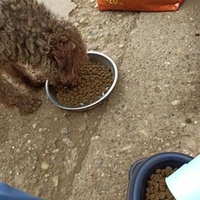 photo de livraison pour Lina's animal rescue