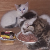photo de livraison pour Pour l'Amour des Chats