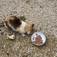 photo de livraison pour Ecole du Chat des Alpilles