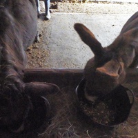 photo de livraison pour Unicorn's Dream