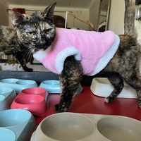 photo de livraison pour Association C.A.T.S. Chat Animal Terrien Solidarité