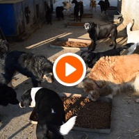 photo de livraison pour Azil Bella