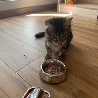 photo de livraison pour Les Chats de Condom 32