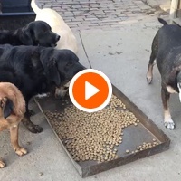 photo de livraison pour Azil Bella