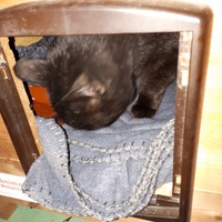 photo de livraison pour Contrôle & Protection des Chats Andréens