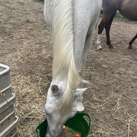 photo de livraison pour Association Equi’souffle
