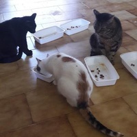 photo de livraison pour Une vie, Un chat