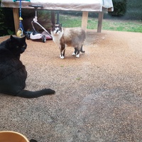 photo de livraison pour Chat de Gout'hier sans Toit