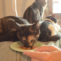 photo de livraison pour Bien vivre avec les Chats Sallélois