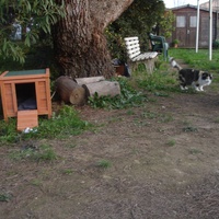 photo de livraison pour Bien vivre avec les Chats Sallélois