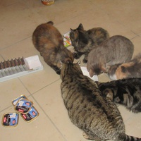 photo de livraison pour Jardin des Chats