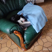 photo de livraison pour Les chats de l'Indifférence