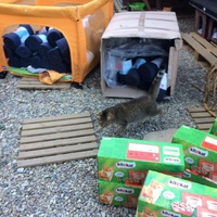 photo de livraison pour Les chats de chez nous
