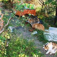 photo de livraison pour Amis des Chats de Port-Vendre