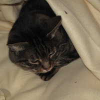 photo de livraison pour Chat Libre de l'Ile du Ramier