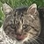 photo animal