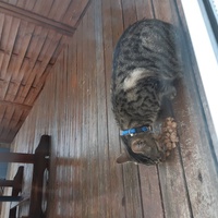photo de livraison pour Pour l'Amour des Chats