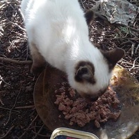 photo de livraison pour Les Chats-Pitresdelavi-Ste