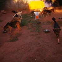 photo de livraison pour Help Adopt Moroccan Animals