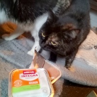 photo de livraison pour Chats errants du val du crenu