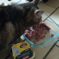 photo de livraison pour Ecole du Chat Libre de Caillerot