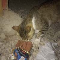 photo de livraison pour Chat Gratouille