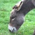 photo animal