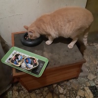 photo de livraison pour L'Arche des Amis à pattes