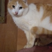 photo de livraison pour Charly et ses Drôles de Chats