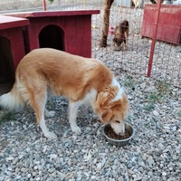 photo de livraison pour Civic Initiative Kane Korzo Skopje