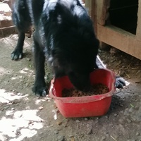 photo de livraison pour asociatia centrul de formare pentru activitati voluntare natura deva